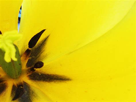 Alive Flora, Light, and Water in the Seattle Landscape | Meer