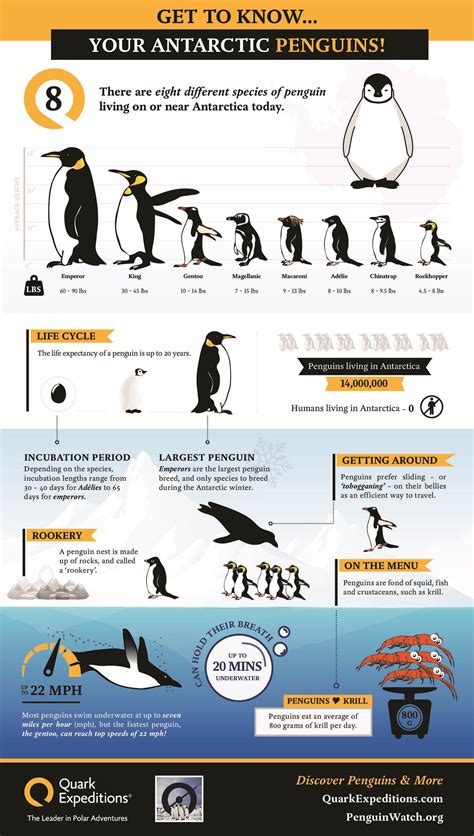 Penguin Flight Infographic: Explore Antarctic Penguins