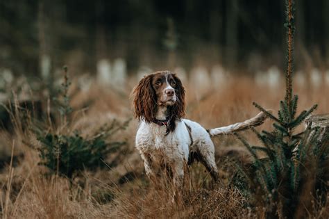 Are English Springer Spaniel The Most Intelligent Dogs