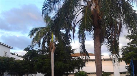 SEA SHELL PALMS (Tower Isle) - Hotel Reviews, Photos, Rate Comparison ...