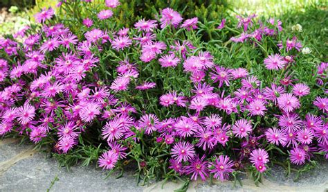 What Is A Good Flowering Ground Cover at Audrey Brabyn blog