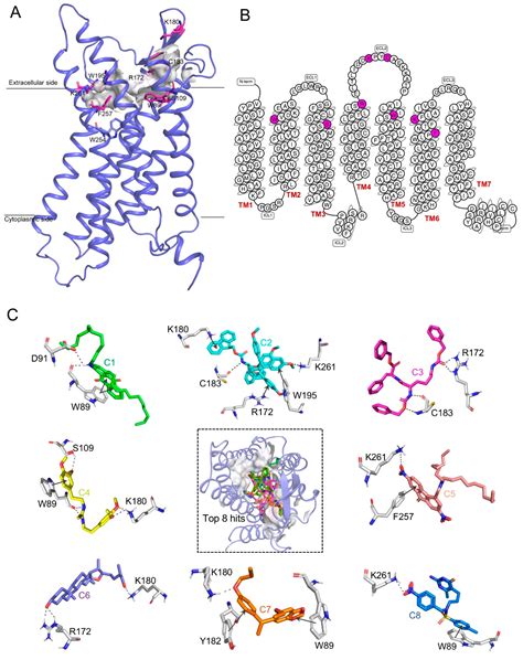 An Integrated Pan-Cancer Analysis and Structure-Based Virtual Screening ...