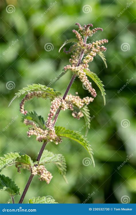 Stinging Nettle Urtica Dioica Plant Stock Photo - Image of nature ...