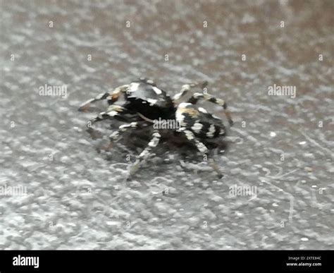 Zebra Jumping Spider (Salticus scenicus) Arachnida Stock Photo - Alamy
