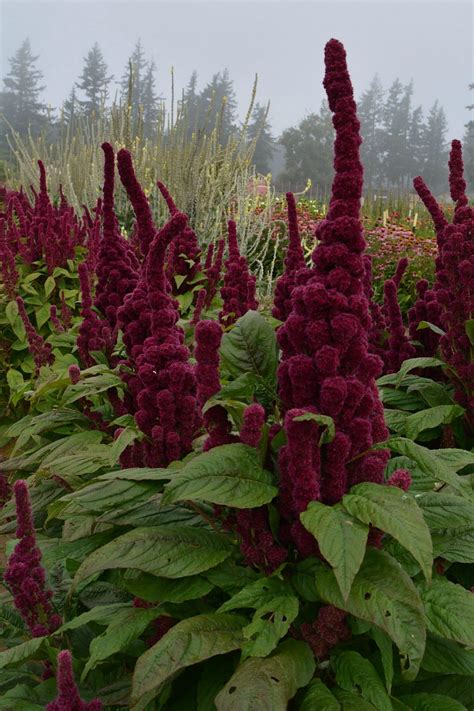 Amaranth, 'Elephant's Head' | Uprising Seeds