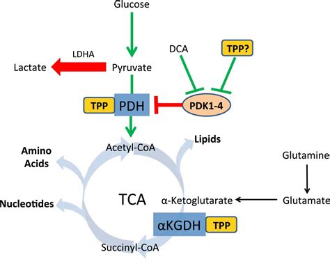 Image result for Pyruvate Dehydrogenase Complex PDHA1