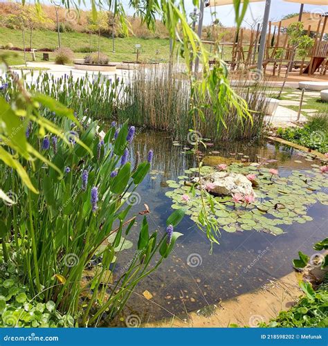 Great Little Pond in a Small Israeli Town in Giverny Style Stock Photo - Image of wetland ...