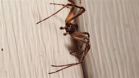 Are There Poisonous Spiders In Upstate New York at Petra Ward blog