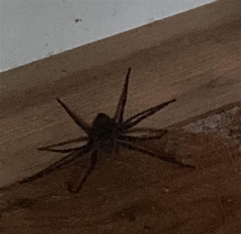 The biggest wolf spider I have ever caught and released. : r/spiderbro