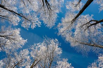 白色冬景树红果雪图片图片-图行天下素材网