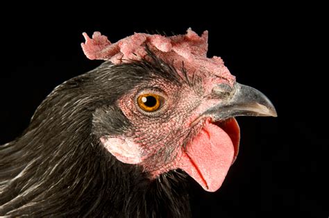 Black Minorca Chicken - Joel Sartore