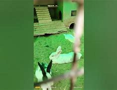 Image result for Famous Rabbit Art