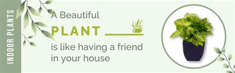Online Live Indoor Plants & Planters For Decor, Green Gifts, Gardening ...