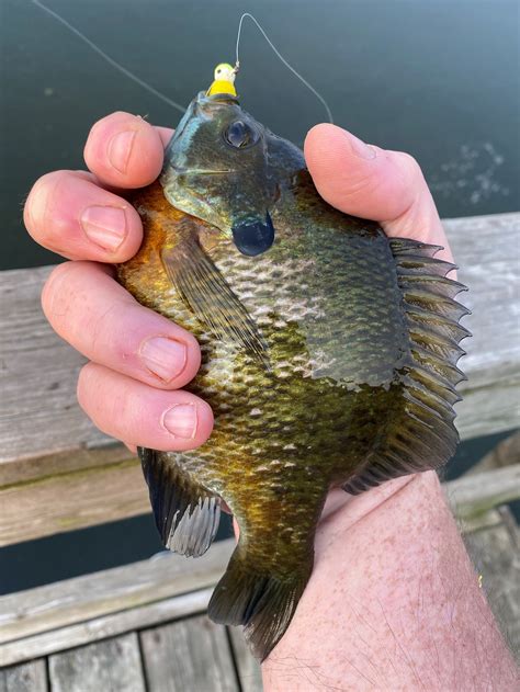 World Record Sunfish