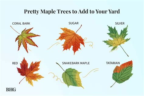 Image result for Maple Tree Identification Guide