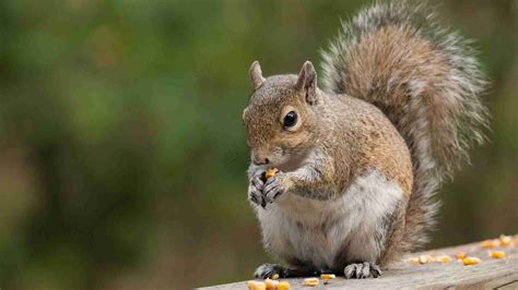 How Do Squirrels And Chipmunks Disperse Seeds at Susan Mcdaniel blog