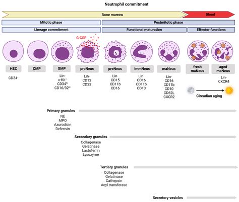 Exploring Neutrophil Heterogeneity and Plasticity in Health and Disease - what increases neutrophils