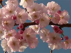fior di ciliegio foto gratis fiore di ciliegio fiore albero immagine fior di ciliegio foto gratis fiore di ciliegio fiore albero immagine