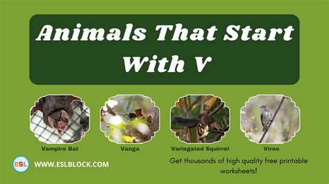 Animals That Start With V – English as a Second Language