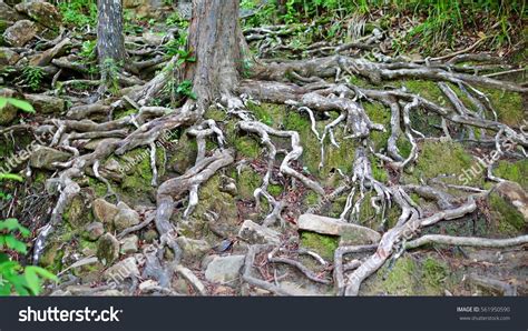 Deep Root Tree Gun 的图像结果