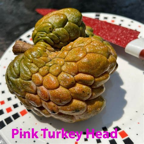Pink Turkey Head Sugar Apple Live Plant ( Anonna reticulata " Pink tur ...