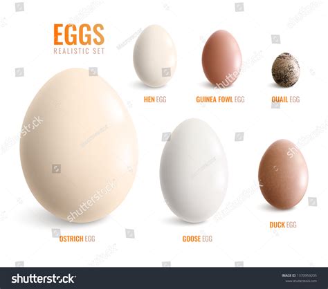 Ostrich Egg Size Compared To Chicken Egg
