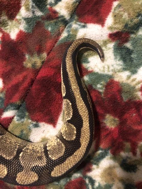 Image result for Ball Python Weights