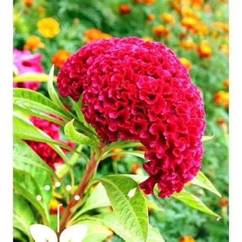 Flower Seeds - Red choor arecanut Trader - Retailer from Bengaluru