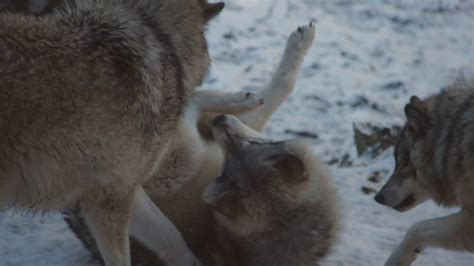 Wolves Fighting 的图像结果