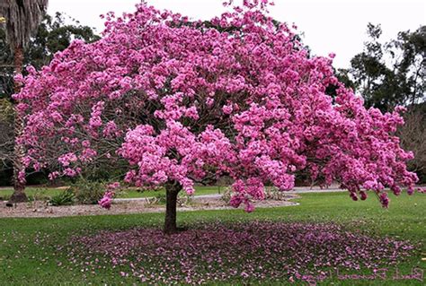 Jacaranda Flowers Plants (pink) – Haven plant