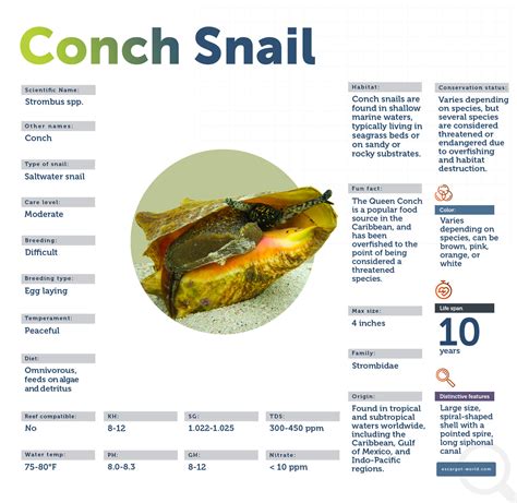 What Is A Conch In Afrikaans at Martha Cannon blog