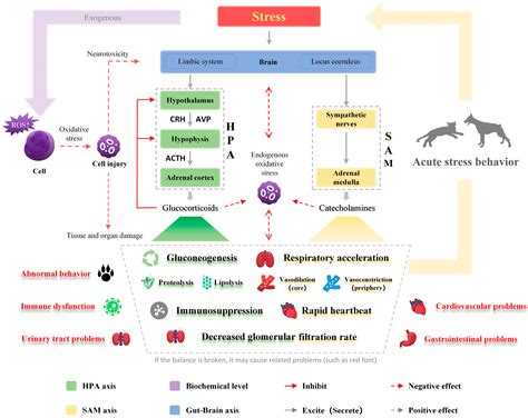 Dietary Strategies for Relieving Stress in Pet Dogs and Cats