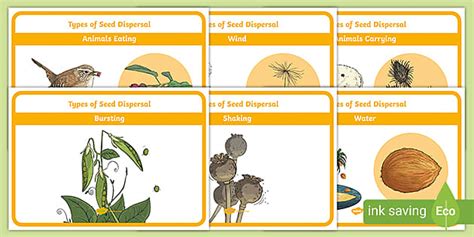 Seed Dispersal Examples 的图像结果