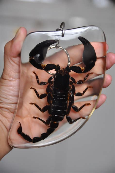 巨大 サソリ キーホルダー Heterometrus cyaneus 昆虫標本 | いんどねし屋 - Made in Indonesia by ...