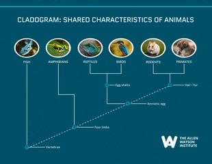 Image result for Sample Cladogram
