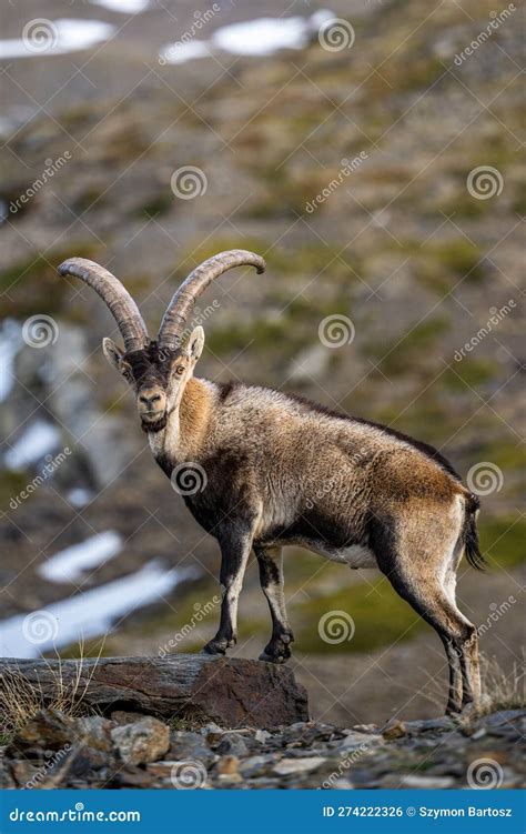 The Iberian Ibex, Also Known As the Spanish Ibex, Spanish Wild Goat and ...