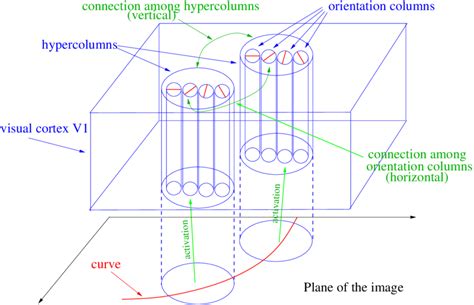 Image result for Primary Visual Cortex