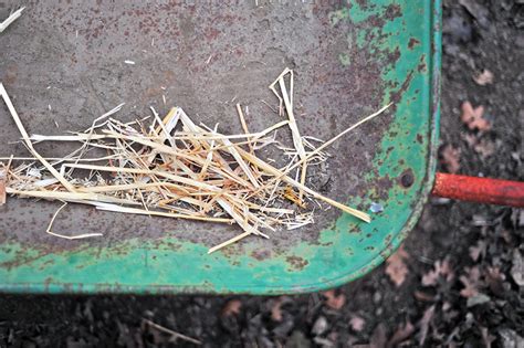 Image result for Goat Poop Fertilizer