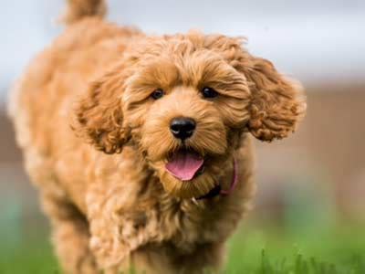 Image result for Light Brown Cockapoo