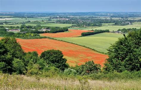 Wallpaper field, trees, Maki, dal for mobile and desktop, section ...