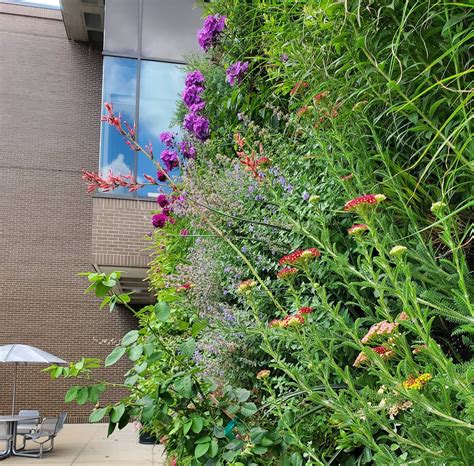 University of Cincinnati Living Wall Installation — Urban Blooms