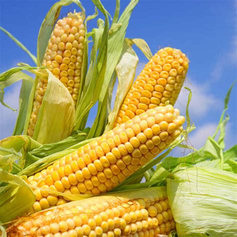 玉米作物图片素材-玉米作物专题图片-玉米作物照片图片素材-摄影照片-免费下载-寻图