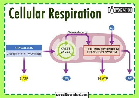 Cellular Respiration Stages