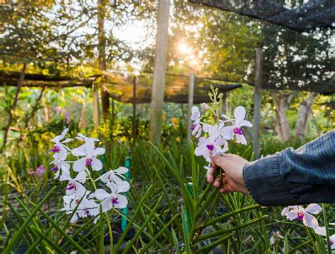 Can I Grow Orchids Outside at Thomas Gabaldon blog