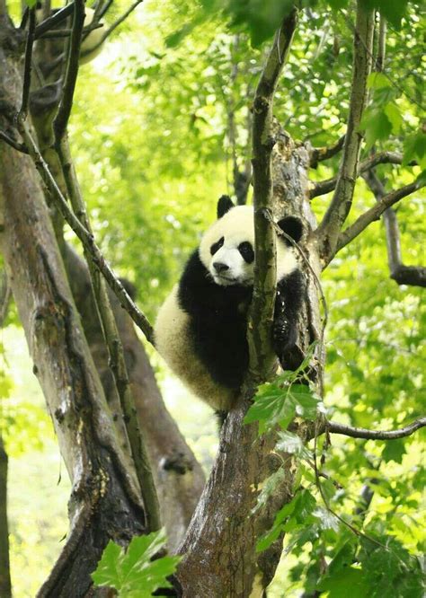 PANDA VALLEY (2025) All You Need to Know BEFORE You Go (with Photos ...