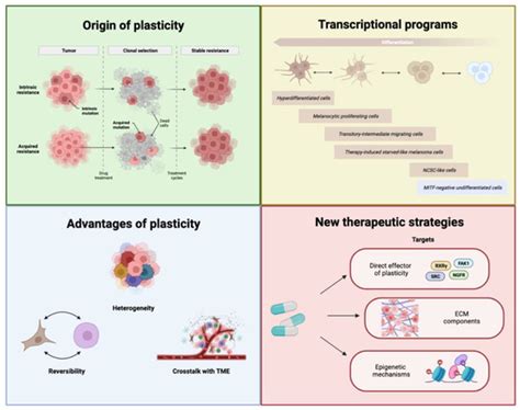New Insights into the Phenotype Switching of Melanoma