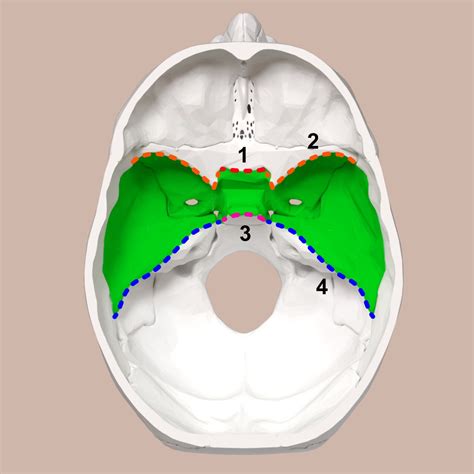 Cranial Fossa: Understanding the Anatomy and Function