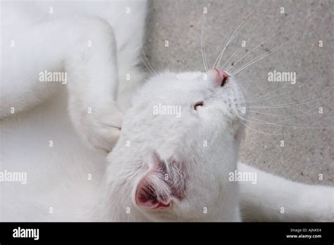 Cat Back Scratching 的图像结果