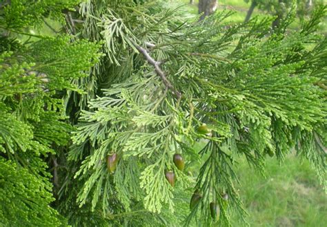 Calocedrus decurrens | Incense cedar - Van den Berk Nurseries