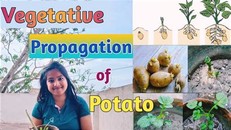 Image result for Vegetative Reproduction Potato